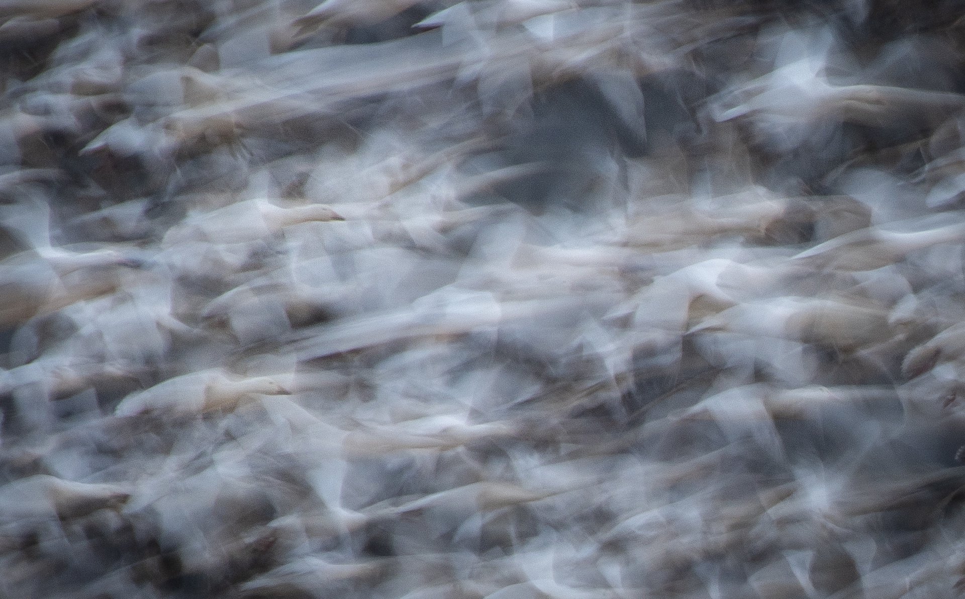 Snow Geese